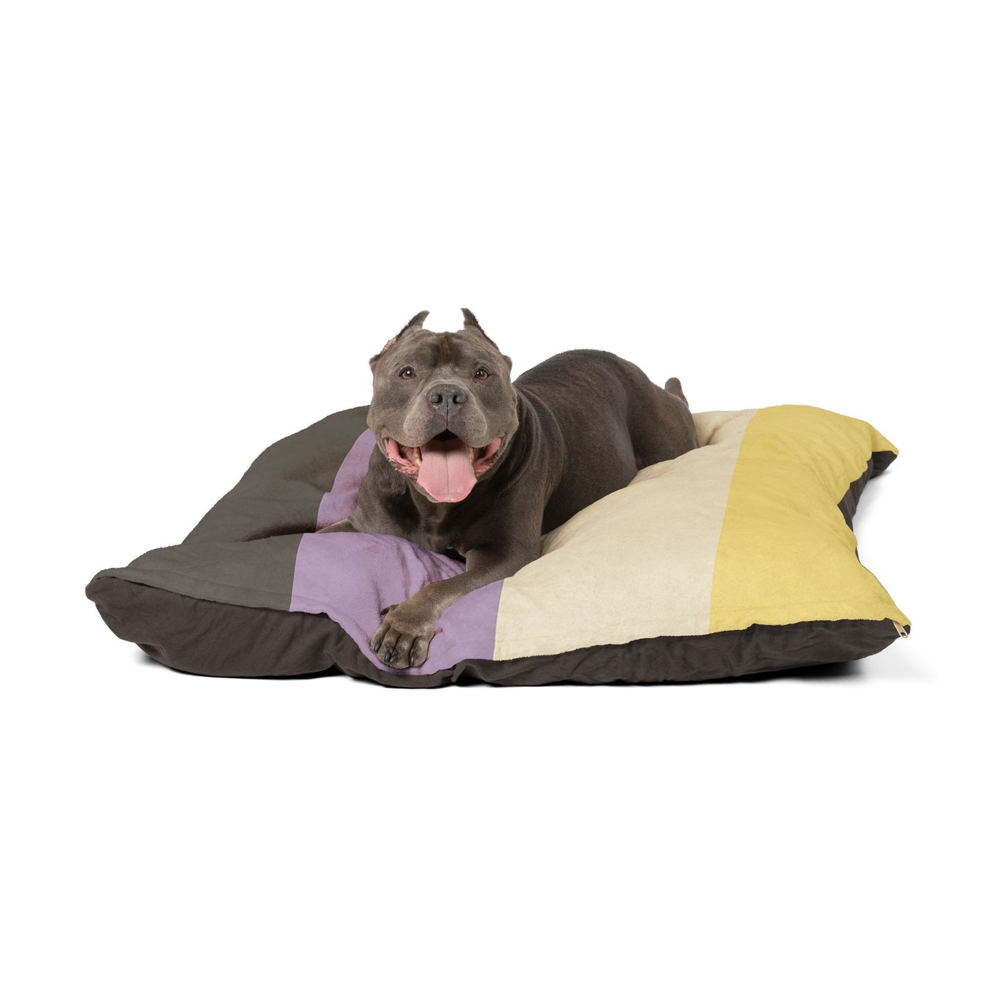 Luxury XL Nonbinary-Pride Dog Bed – The Identity Collection, Plush (50″ × 40″)